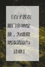 百子莲在厦门多地绽放，为盛夏增添清凉与诗意