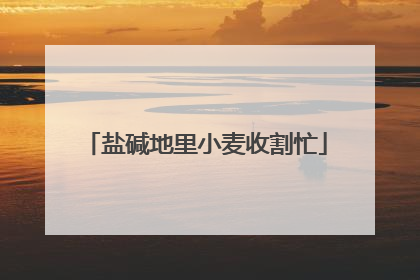 盐碱地里小麦收割忙
