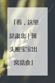 看，这里是肃北｜斑头雁宝宝出窝觅食