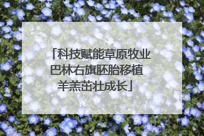 科技赋能草原牧业 巴林右旗胚胎移植羊羔茁壮成长