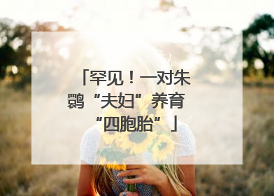 罕见！一对朱鹮“夫妇”养育“四胞胎”