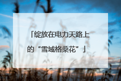 绽放在电力天路上的“雪域格桑花”