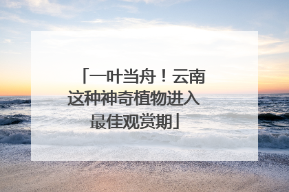 一叶当舟！云南这种神奇植物进入最佳观赏期