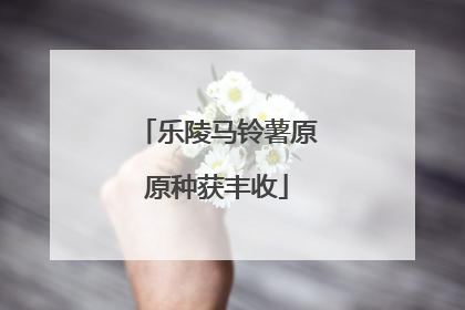 乐陵马铃薯原原种获丰收