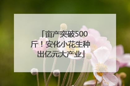 亩产突破500斤！安化小花生种出亿元大产业