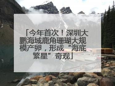今年首次！深圳大鹏海域鹿角珊瑚大规模产卵，形成“海底繁星”奇观