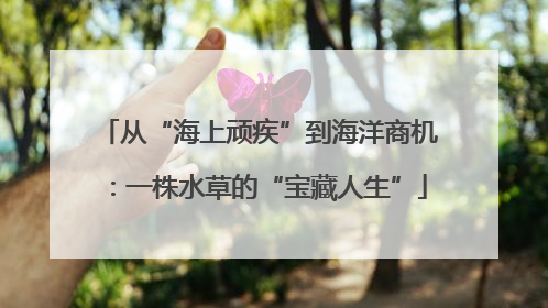 从“海上顽疾”到海洋商机：一株水草的“宝藏人生”