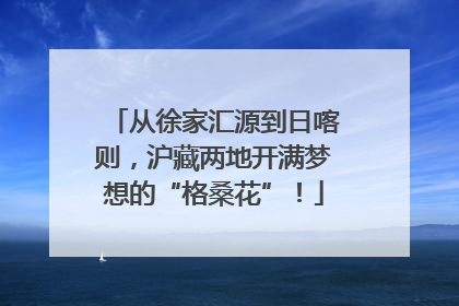从徐家汇源到日喀则，沪藏两地开满梦想的“格桑花”！