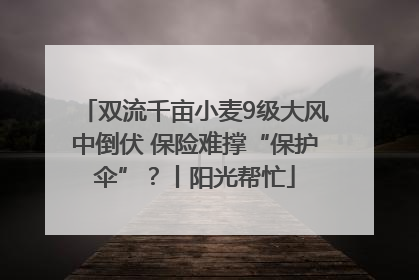 双流千亩小麦9级大风中倒伏 保险难撑“保护伞”？丨阳光帮忙