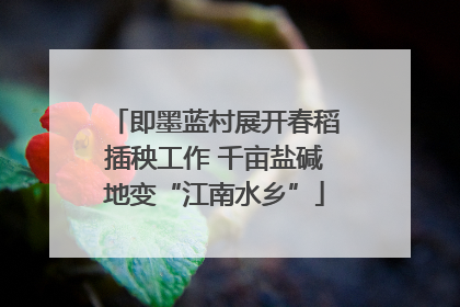 即墨蓝村展开春稻插秧工作 千亩盐碱地变“江南水乡”