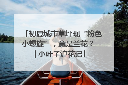 初夏城市草坪现“粉色小螺旋”，竟是兰花？ | 小叶子沪花记
