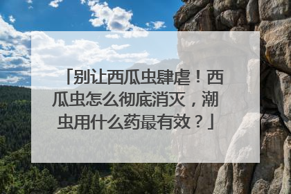 别让西瓜虫肆虐！西瓜虫怎么彻底消灭，潮虫用什么药最有效？