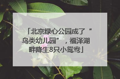 北京绿心公园成了“鸟类幼儿园”，福泽湖畔降生8只小鸳鸯
