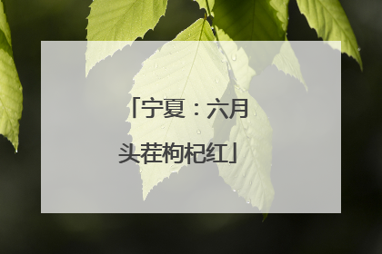 宁夏：六月头茬枸杞红