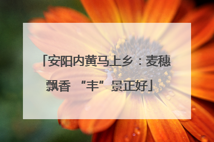安阳内黄马上乡：麦穗飘香 “丰”景正好