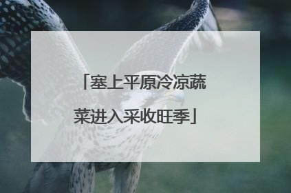 塞上平原冷凉蔬菜进入采收旺季