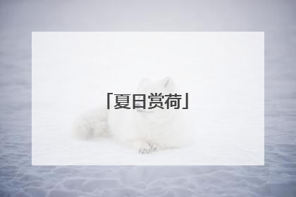 夏日赏荷