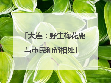 大连：野生梅花鹿与市民和谐相处