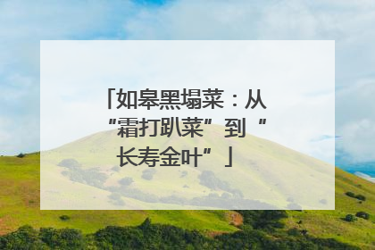 如皋黑塌菜：从“霜打趴菜”到“长寿金叶”