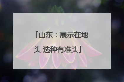 山东：展示在地头 选种有准头