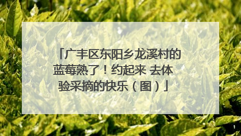 广丰区东阳乡龙溪村的蓝莓熟了！约起来 去体验采摘的快乐（图）