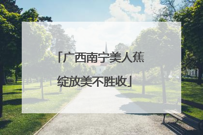 广西南宁美人蕉绽放美不胜收