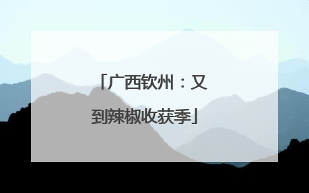 广西钦州：又到辣椒收获季