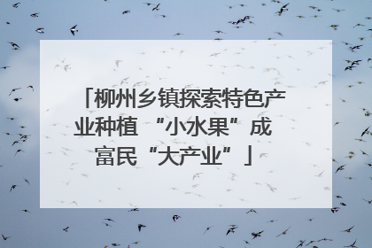 柳州乡镇探索特色产业种植 “小水果”成富民“大产业”