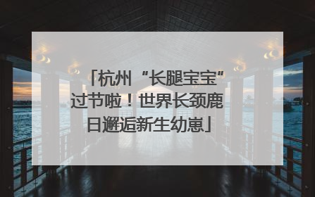 杭州“长腿宝宝”过节啦！世界长颈鹿日邂逅新生幼崽