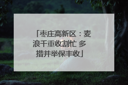 枣庄高新区：麦浪千重收割忙 多措并举保丰收