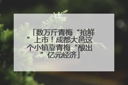 数万斤青梅“抢鲜”上市！成都大邑这个小镇靠青梅“酿出”亿元经济