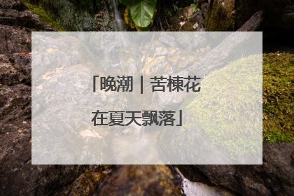 晚潮｜苦楝花在夏天飘落