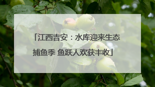 江西吉安：水库迎来生态捕鱼季 鱼跃人欢获丰收