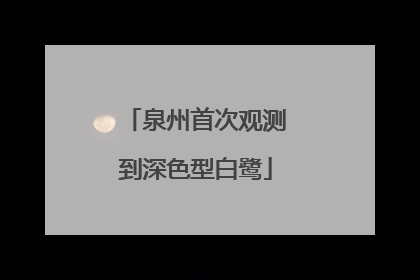 泉州首次观测到深色型白鹭