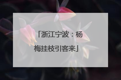 浙江宁波：杨梅挂枝引客来