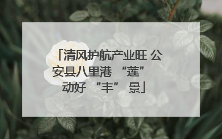 清风护航产业旺 公安县八里港 “莲” 动好 “丰” 景