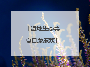 湿地生态美 夏日麋鹿欢