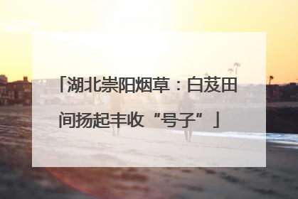 湖北崇阳烟草：白芨田间扬起丰收“号子”