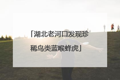 湖北老河口发现珍稀鸟类蓝喉蜂虎