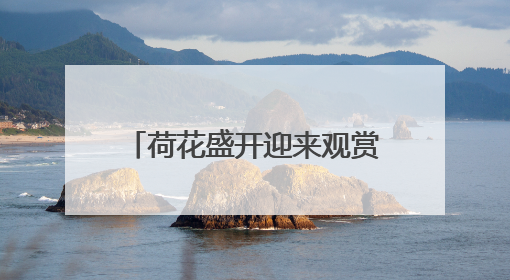 荷花盛开迎来观赏期！济南这12处赏花地你可知？