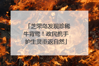 芝罘岛发现珍稀牛背鹭！政民携手护生灵重返自然