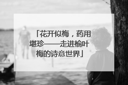 花开似梅，药用堪珍——走进榆叶梅的诗意世界