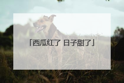 西瓜红了 日子甜了
