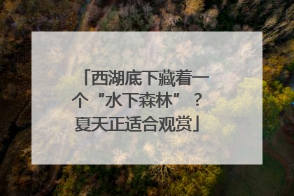 西湖底下藏着一个“水下森林”？夏天正适合观赏