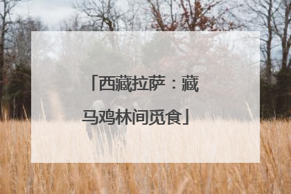 西藏拉萨：藏马鸡林间觅食