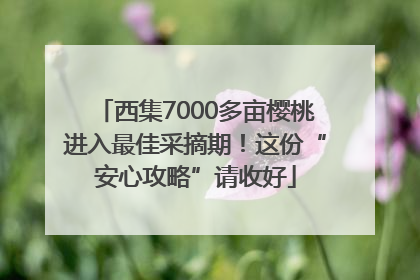 西集7000多亩樱桃进入最佳采摘期！这份“安心攻略”请收好