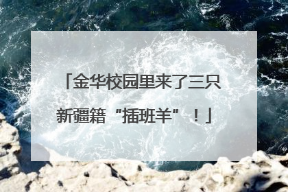 金华校园里来了三只新疆籍“插班羊”！