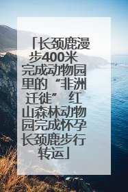 长颈鹿漫步400米完成动物园里的“非洲迁徙” 红山森林动物园完成怀孕长颈鹿步行转运