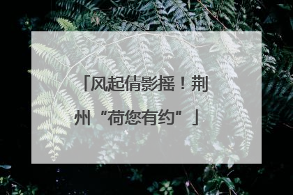 风起倩影摇！荆州“荷您有约”