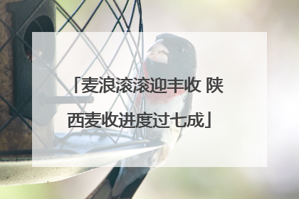 麦浪滚滚迎丰收 陕西麦收进度过七成